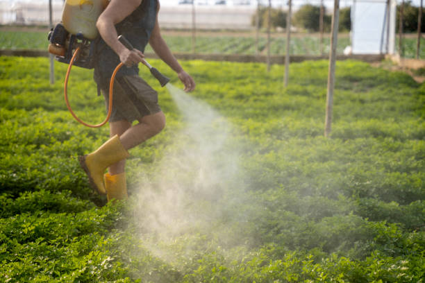 Best Local Pest Control Services  in Fruitridge Pocket, CA
